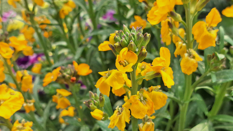 Yellow erysimum, or wallflowers, in a garden bed