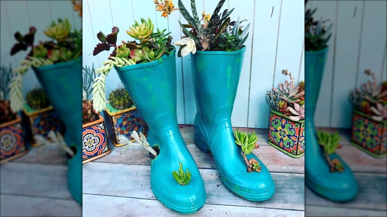 Boots filled with succulents