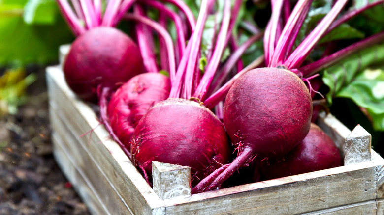 Freshly picked beets in a wooden box