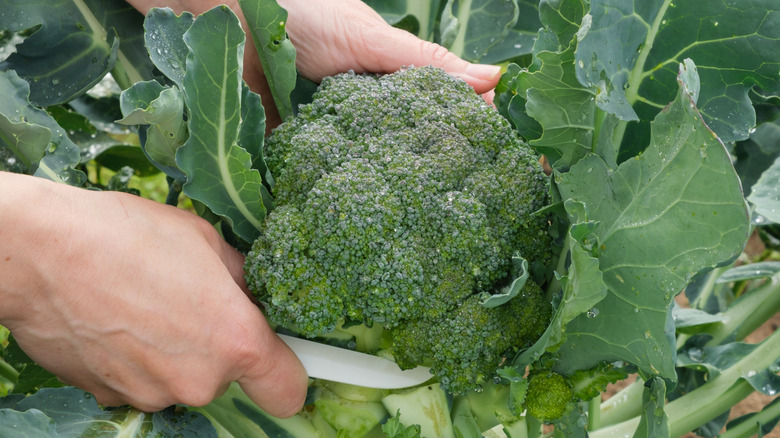 Broccoli being harvested