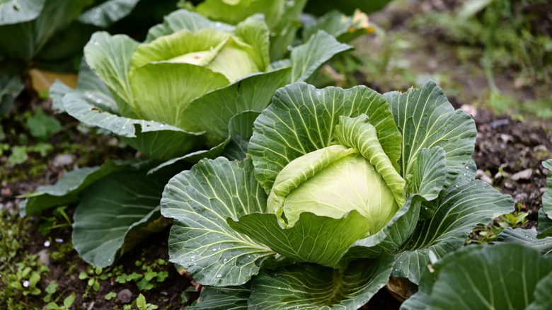 Cabbage plants growing in the ground