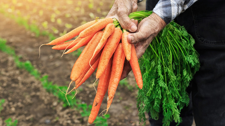 Hands holding a bunch of harvested carrots