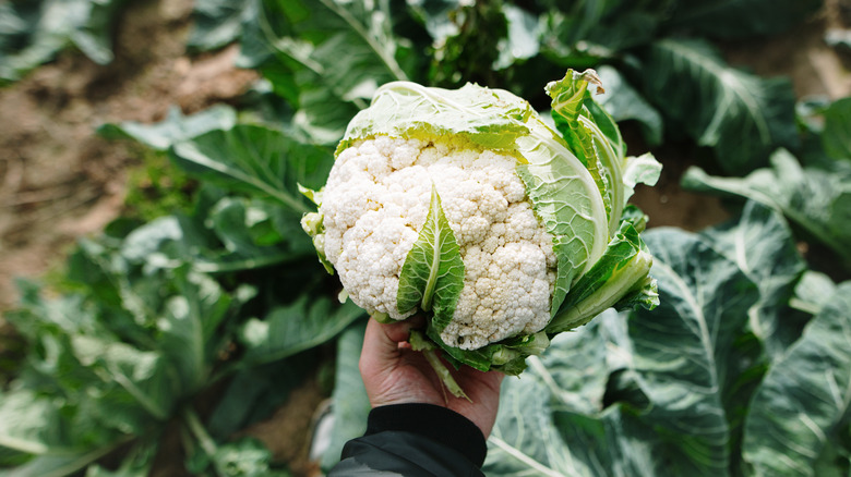A hand holding a freshly picked head of cauliflower