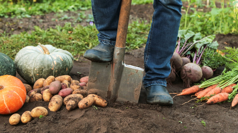 Boot on a shovel in the dirt, surrounded by garden produce including pumpkins, potatoes, beets, and carrots