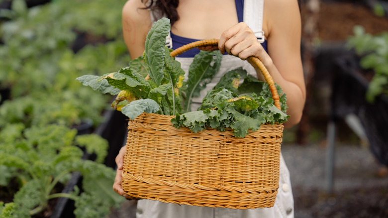 Person holding basket of harvested kale leaves