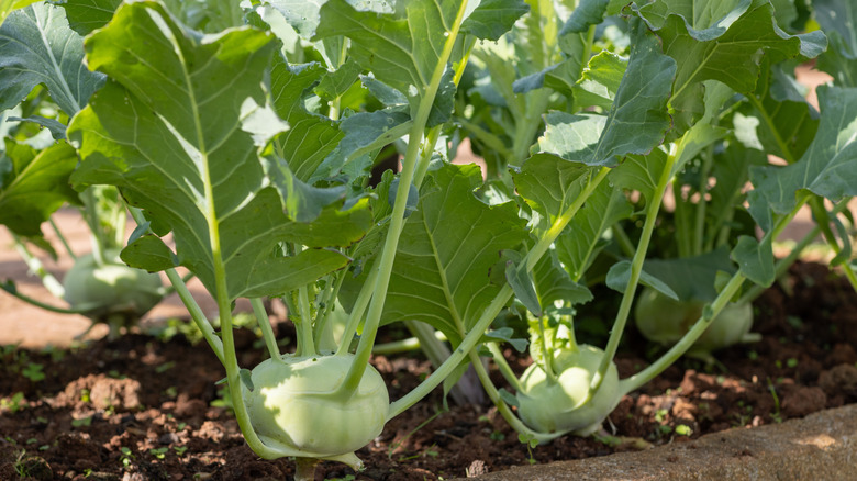 Kohlrabi plants growing in a garden