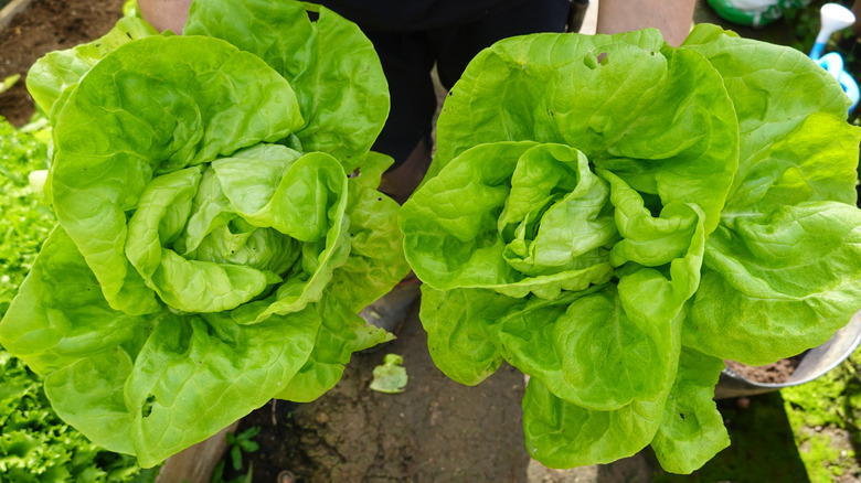 Two heads of lettuce harvested from a garden