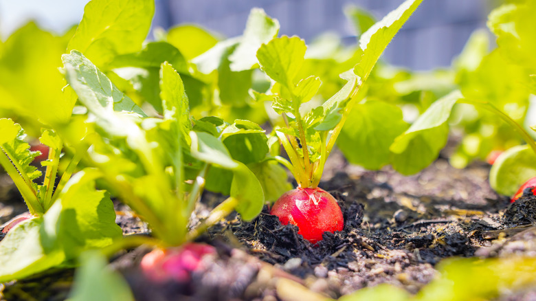 Radishes growing in a garden