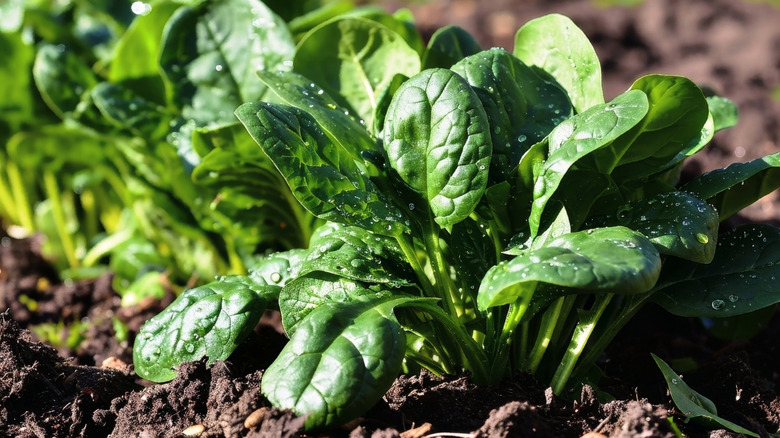 Spinach plants growing in a garden