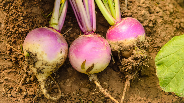 Freshly picked turnips laying on the ground