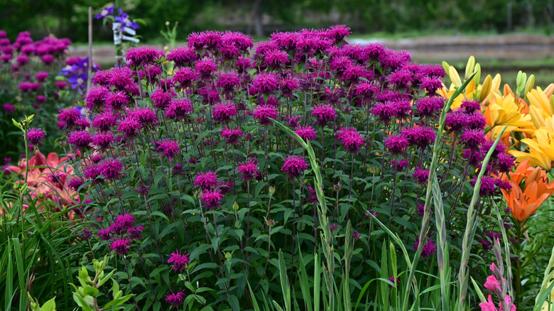 Moranda (bee balm) plant surrounded by other flowers.