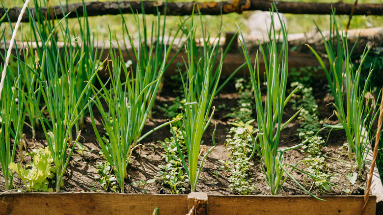 A field of chives in a raised garden bed.