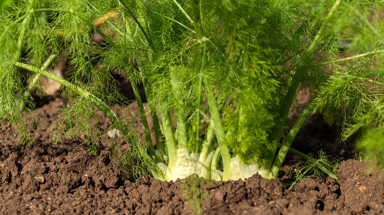 Fennel plants cultivating in a crop garden.