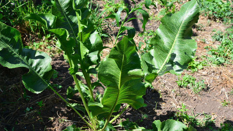 A large horseradish plant growing in a garden.