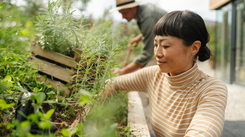 A gardener tending to herbs in a raised garden bed.