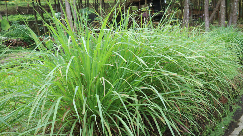 VIbrant lines of lemongrass lining the edge of a garden.