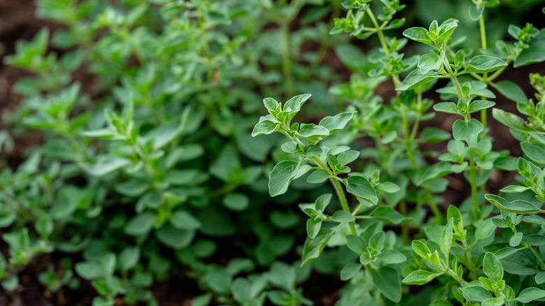 Close up image of a Marjoram plant in a garden.