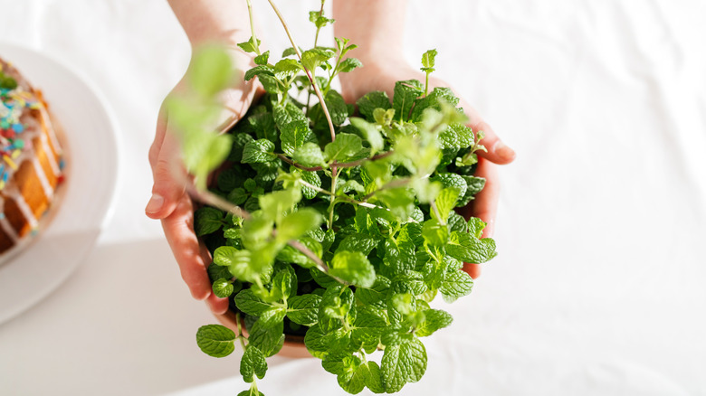 A homeowner holding a pot of fresh mint.