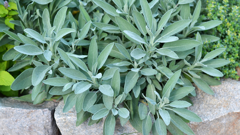 A vibrant sage plant growing over the size of a garden wall.