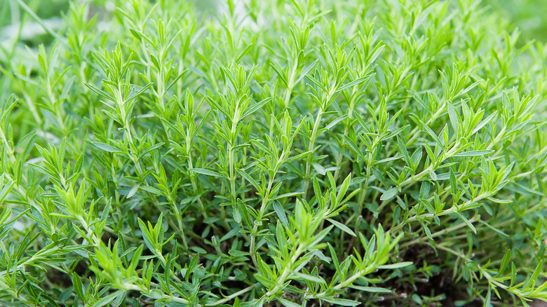 Fresh tarragon growing in a raised bed.