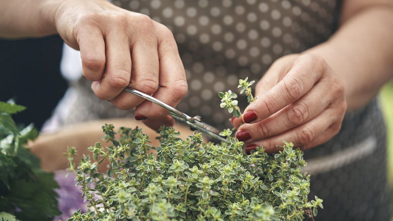 A gardener cutting small stalks of thyme.