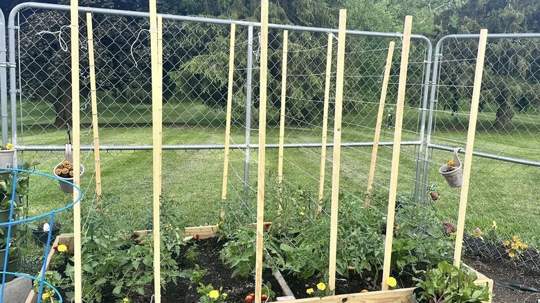 A flat cattle panel trellis in a vegetable garden