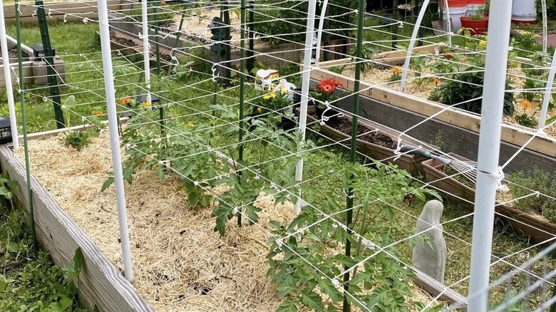 Netting trellis over growing plants in a raised planter