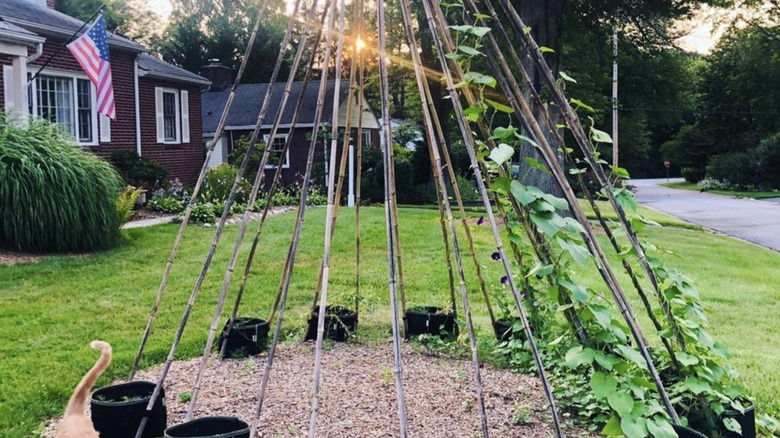 A teepee trellis with plants growing up bamboo