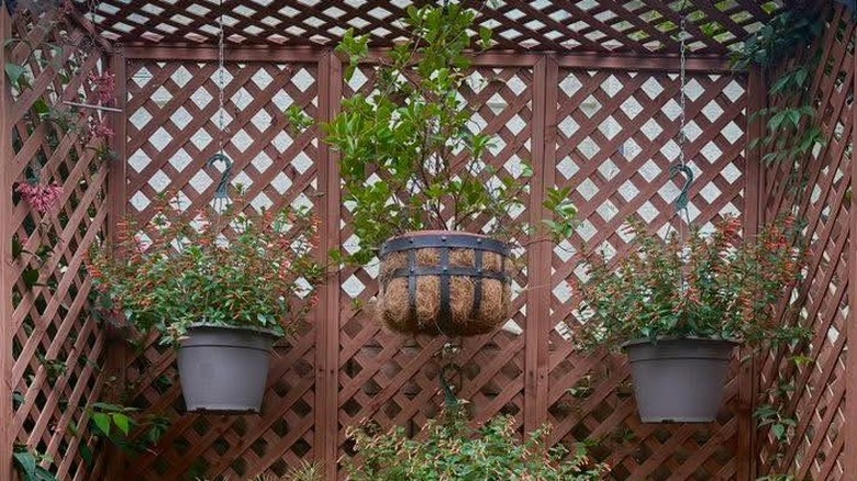 Basket with plants hanging on a wooden trellis