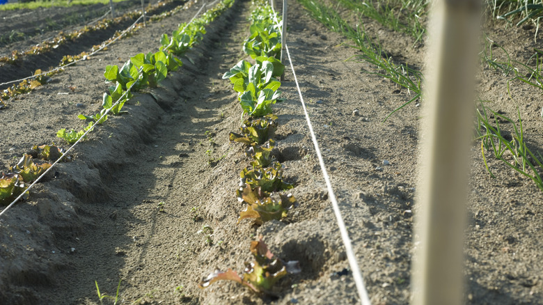A string trellis above young plants in a vegetable garden