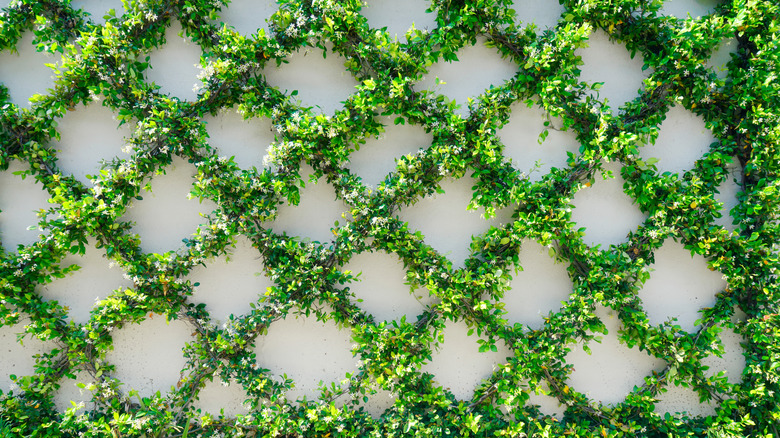 A green vine plant creating geometric shapes via a wire wall trellis