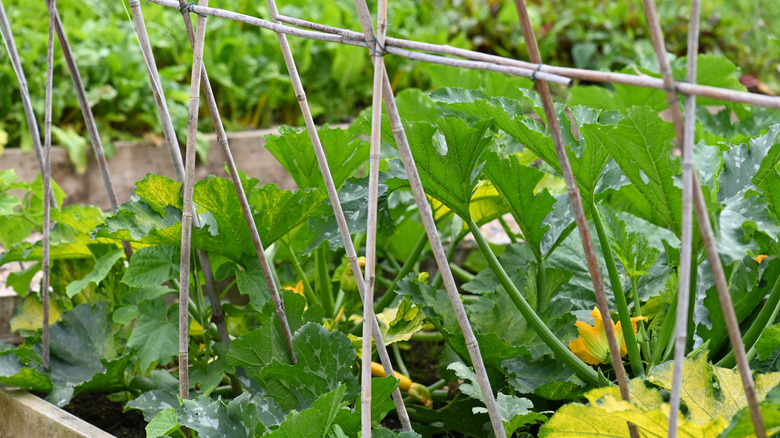 Plants growing below an A-frame bamboo trellis