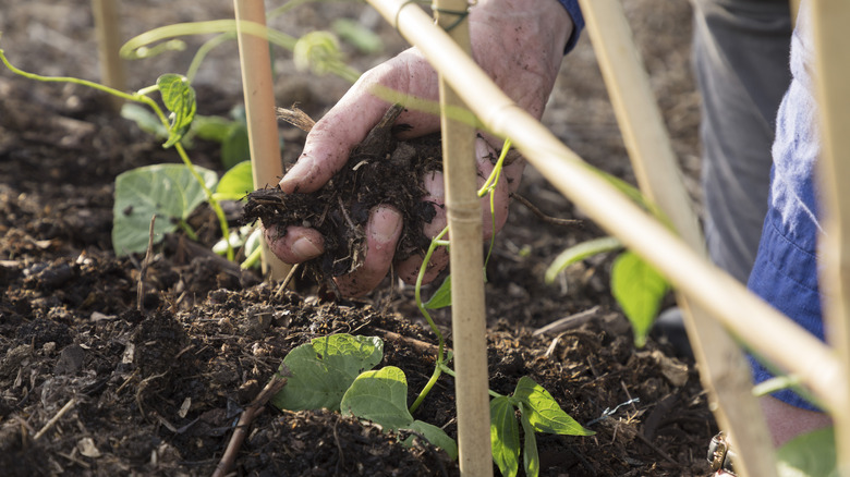 A hand placing soil on plants below a bamboo trellis