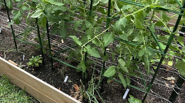 Vegetables growing up a Florida weave trellis