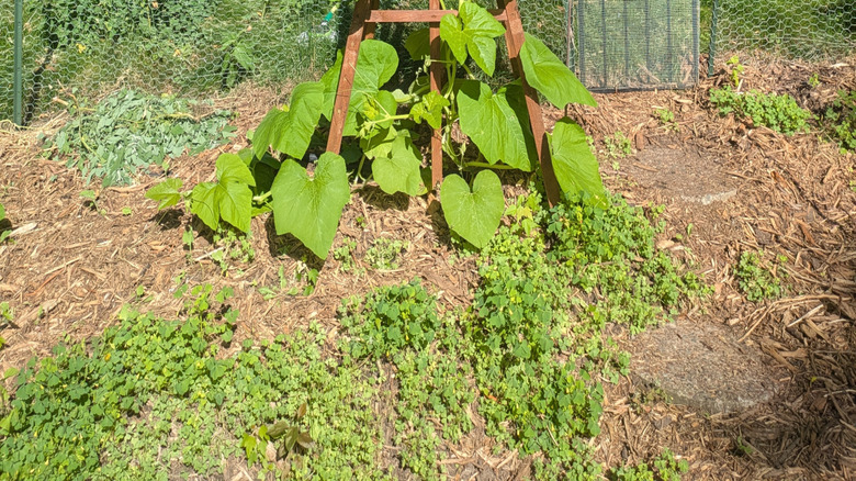 An obelisk trellis in a garden with green leaves growing up it
