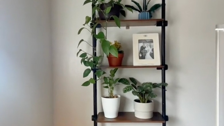 A person places plants on a tension shelf made for over the toilet