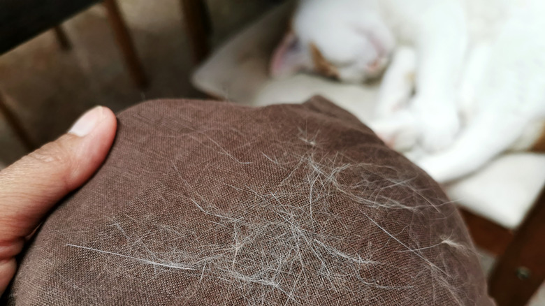 Cat hair on clothing
