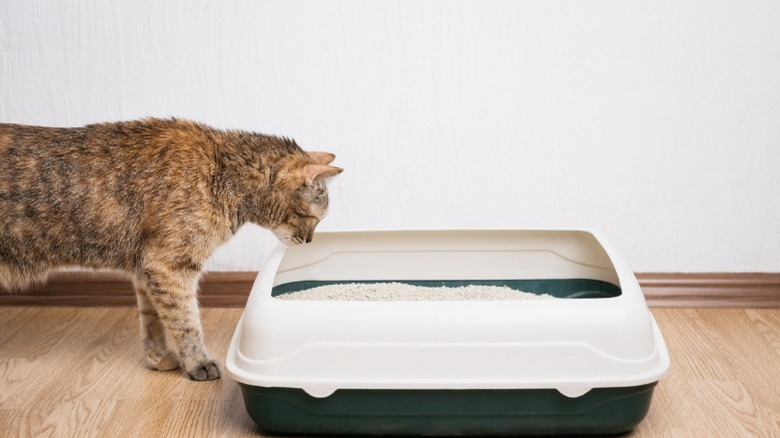 Cat looking at litter box