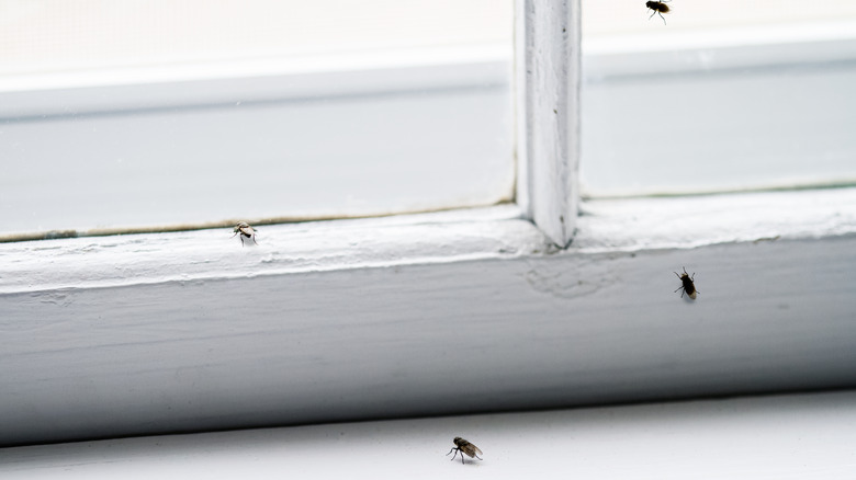 flies on windowsill