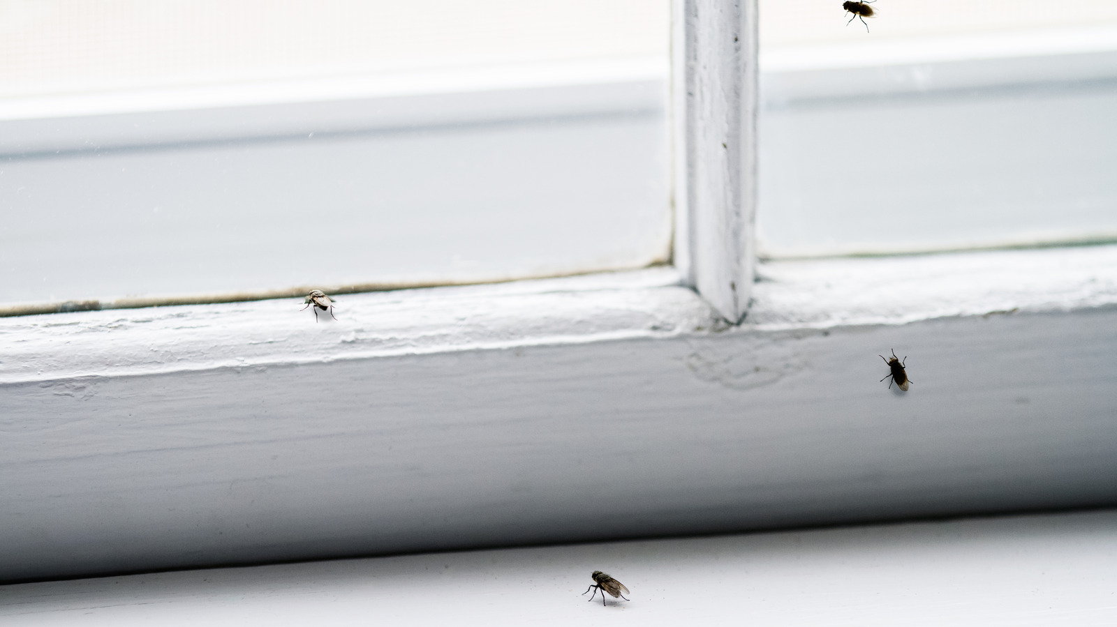 17 Hacks That Will Help Keep Insects Out Of Your House