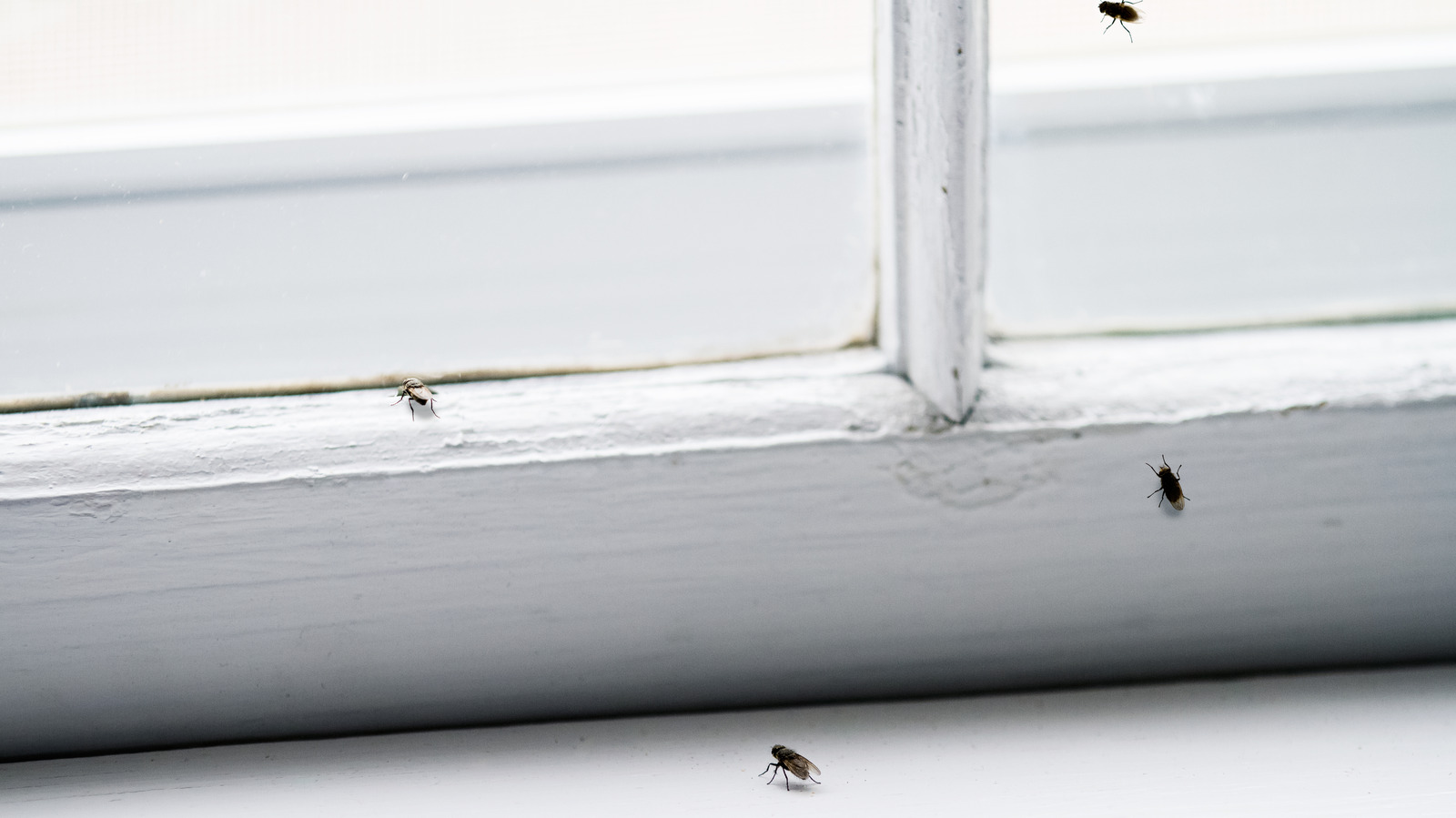 How To Get Rid Of Little Black Bugs In House Infoupdate