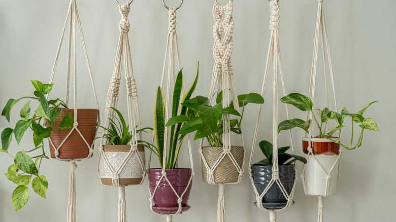 Several hanging plants
