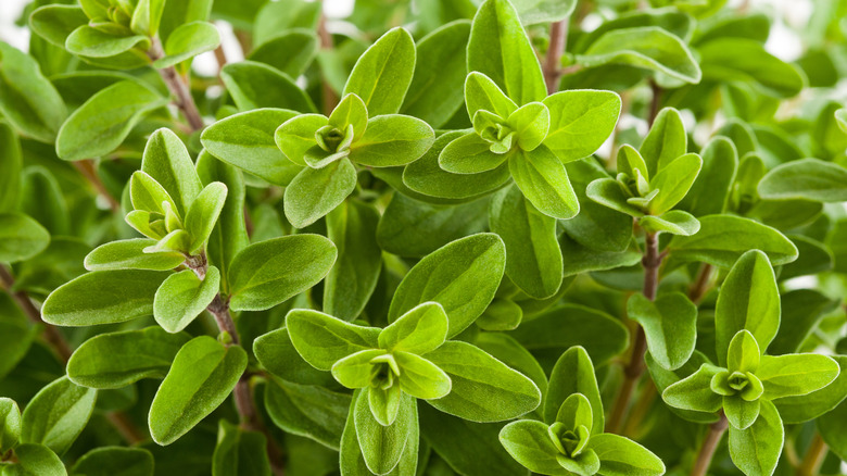 Close up of sweet marjoram plant.