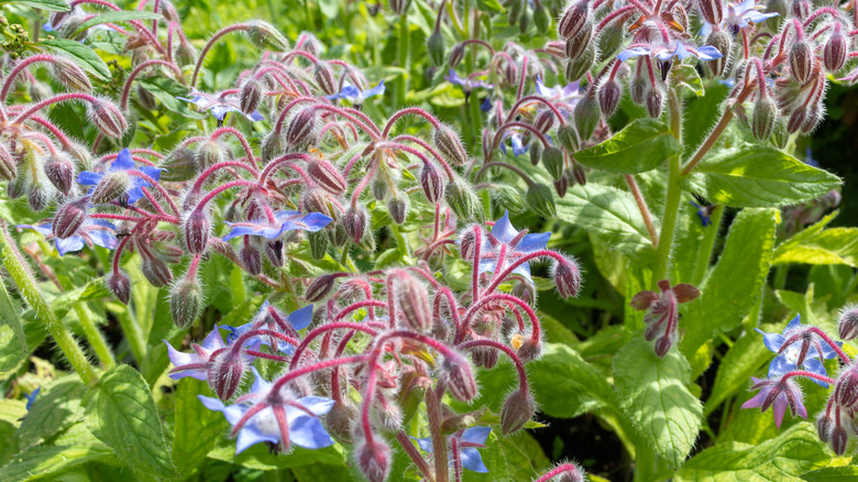 Close up of a borage plant with blueish purple flowers.