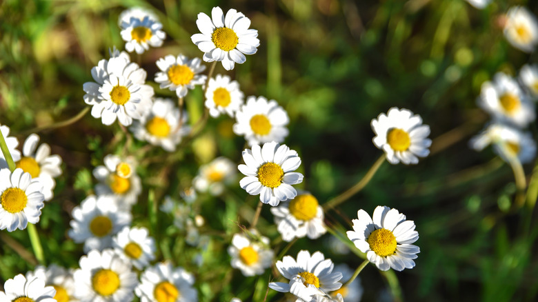 Close up of a chamomile plant that resembles white daisies with yellow centers.