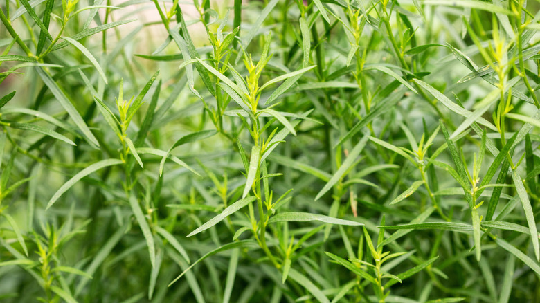 Close up of a vibrant green tarragon plant.