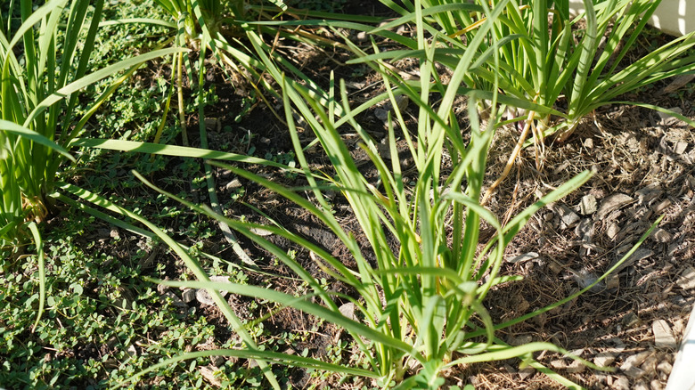 Garlic chive plants growing planted in soil.