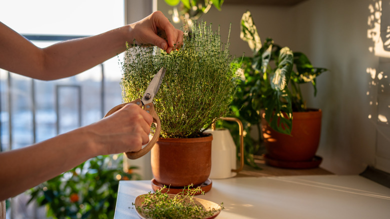 A woman's hands cut sprigs of fresh thyme from a potted plant on a counter.