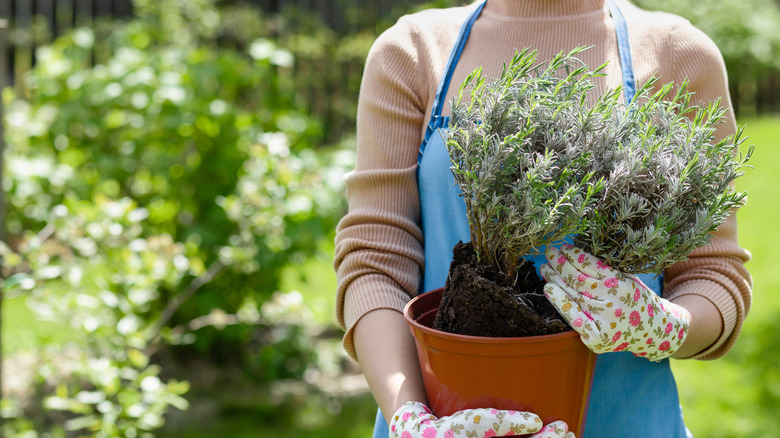 Medium shot of a woman in gardening gloves holding a potted lavender plant.