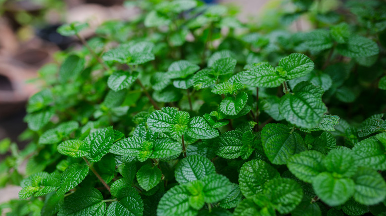 Close up of a robust green mint plant.